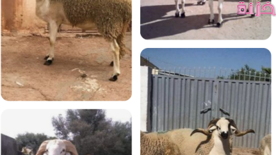 الكبش في المنام
