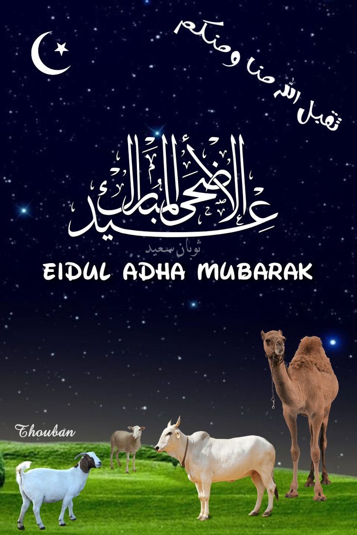 خلفيات لعيد الأضحى
